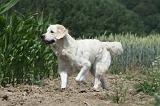 GOLDEN RETRIEVER 651